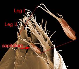 Capitulum of acarid hypopus (DEW)