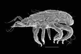 Bdellidae snout mite (DEW)