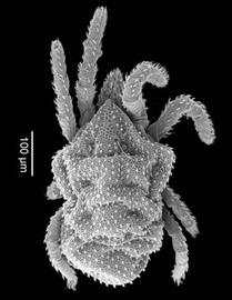 Bimichaelidae,  Bimichaelia  (DEW)