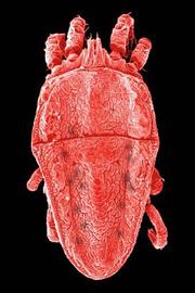 Tenuipalpidae,  Brevipalpus   (DEW)