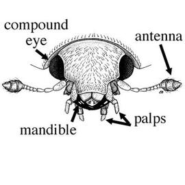 Head of mandibulate insect (CH)
