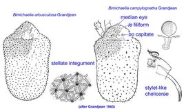  Bimichaelia arbusculosa  and  Bimichaelia campylognatha 
