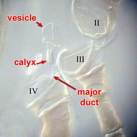 Phytoseioid-type spermatheca location