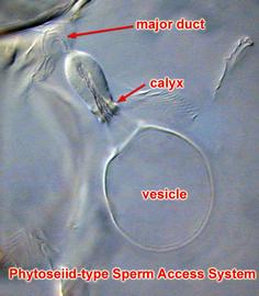  Blattisocius  spermathecal apparatus with a conspicuous, well-sclerotized calyx