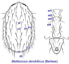  Blattisocius dendriticus  female dorsum and venter