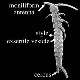  Campodeidae venter (DEW)
