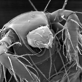 Head-like; Pygmephorid (DEW)