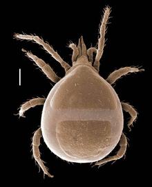  Calliphis  deutonymph (DEW)