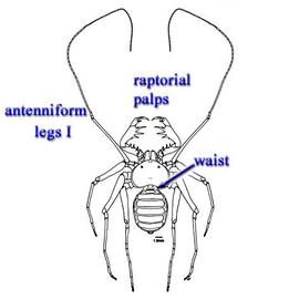  Charinus pescotti  from near Cairns (CH, DEW)