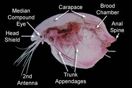Water flea from soil in Alberta (DEW)