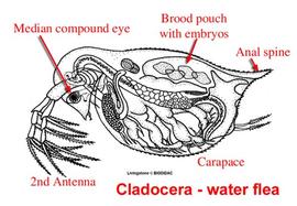 Water flea (BIODIDAC Livingstone)