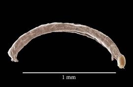 Chironomid midge larva (DEW)