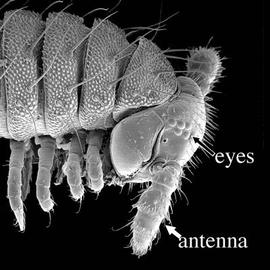 Head of millipede (DEW)