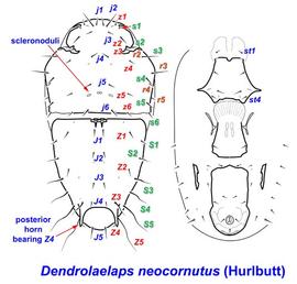   Dendrolaelaps neocornutus  female dosrum and venter
