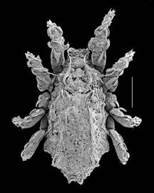  Masthermannia  (DEW)