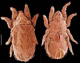 Holoid; Nanhermanniid (DEW)