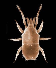  Dendrolaelaps  (DEW)