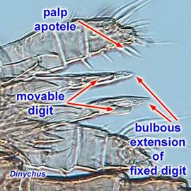 Capitulum of  Dinychus  sp.