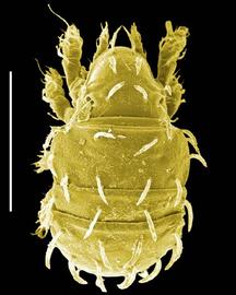 Brachychthonioid dorsum (DEW)