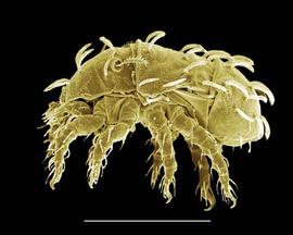 Bachychthonioid lateral (DEW)
