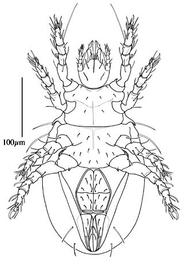  Eohypochtonius  venter (CH)