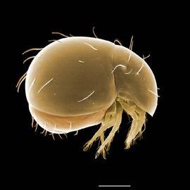 Mesoplophoridae lateral (DEW)