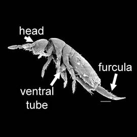 Entomobryomorpha, Entomobryidae (DEW)