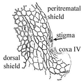  Epicrius  stigmatal opening (CH, DEW)