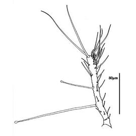  Epicrius  tarsus I (CH)