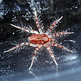 Erythracarine anystid (P. Crisp)