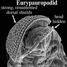 Eurypauropodidae head (DEW)