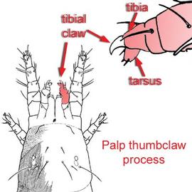 Thumbclaw process (DEW)