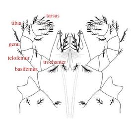 Subcapitulum and palps (DEW)