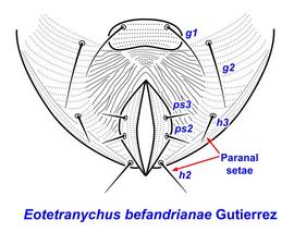  Eotetranychus befandrianae  ano-genital region of female, with two pairs of paranal setae