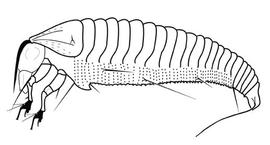 Diptilomiopidae,  Neocatarhinus 