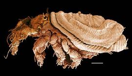 Liodoid oribatid carrying scalps (DEW)