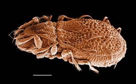 Otocepheid oribatid without piled scalps (DEW)