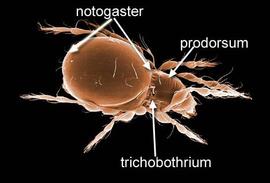 Oppioid oribatid (DEW)