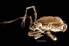  Euepicrius  sp. (DEW)