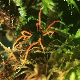 Large body; Walter's red-legged earth mite (A. O'Toole, DEW)