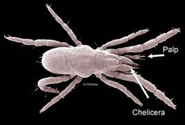 Astegasime rhagidiid (DEW)