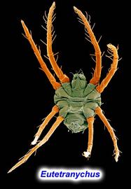   Eutetranychus orientalis  venter
