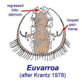  Euvarroa  female venter