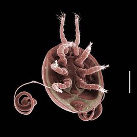 Evimirus  with solidified secretions (DEW)