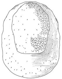 Eviphidid dorsum (CH, DEW)
