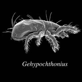  Gehypochthonius  lateral view (DEW)