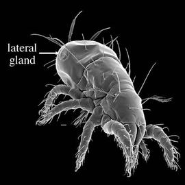  Gehypochthonius  lateral gland (DEW)