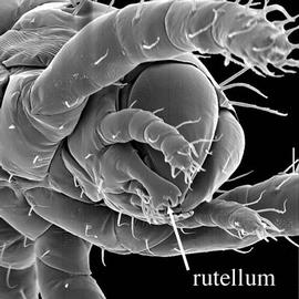  Gehypochthonius  gnathosoma (DEW)