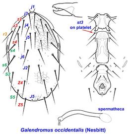  Galendromus  (= Metaseiulus ,  Typhlodromus )  occidentalis 