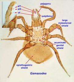   Gamasodes  female venter
